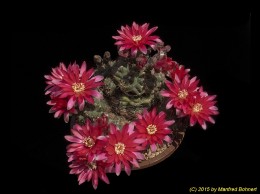 Gymnocalycium baldianum 148